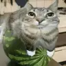 горячий сэндвич.