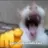 gatopan123
